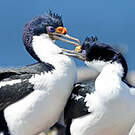Cormoran géorgien