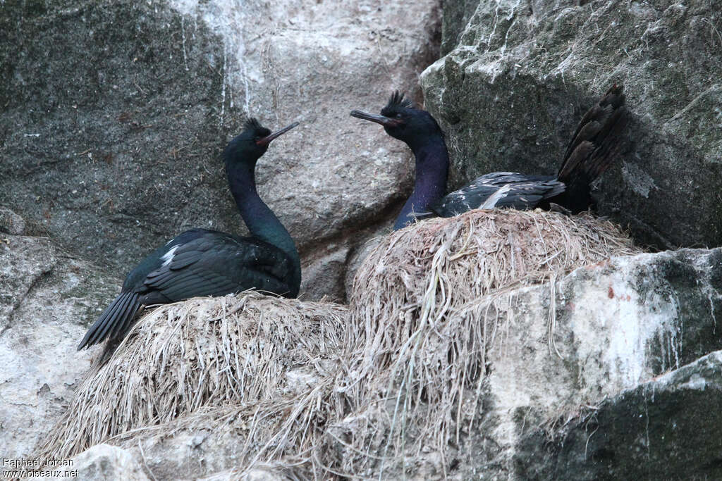 Pelagic Cormorantadult breeding, habitat, pigmentation, Reproduction-nesting, colonial reprod.