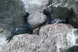 Pelagic Cormorant