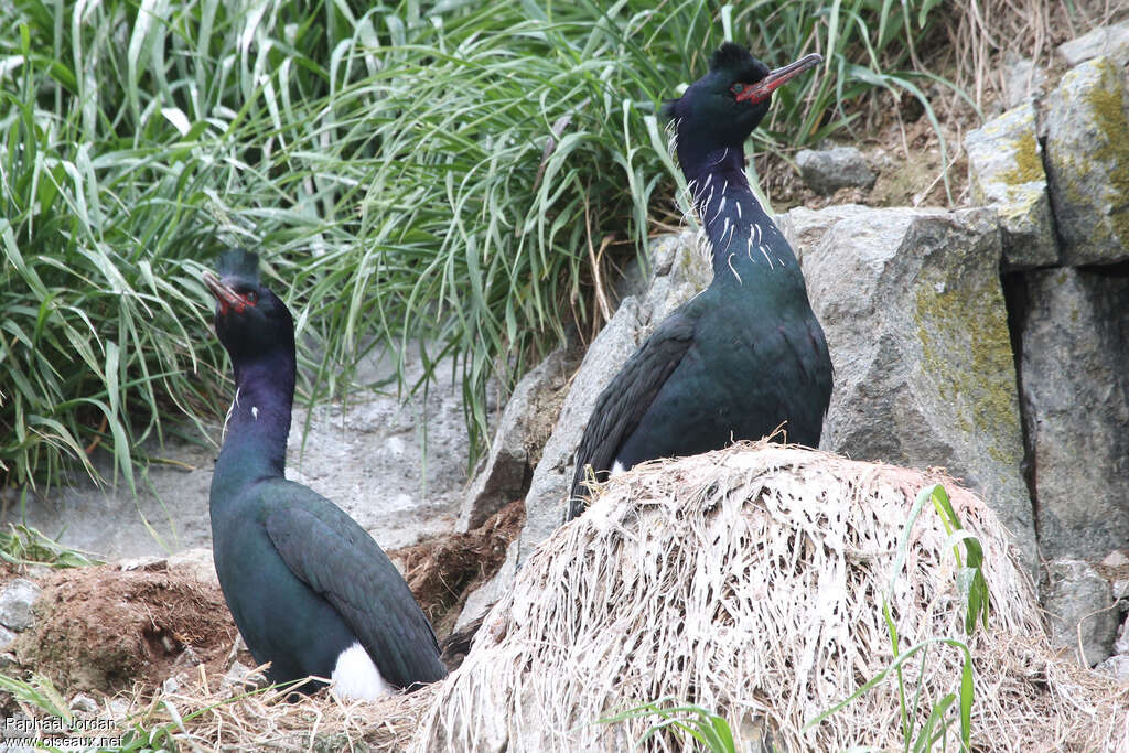 Pelagic Cormorant male adult breeding, habitat, aspect, pigmentation, Reproduction-nesting