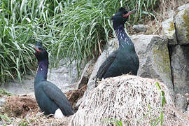 Pelagic Cormorant