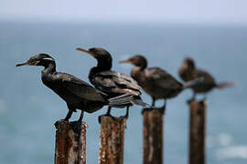 Neotropic Cormorant