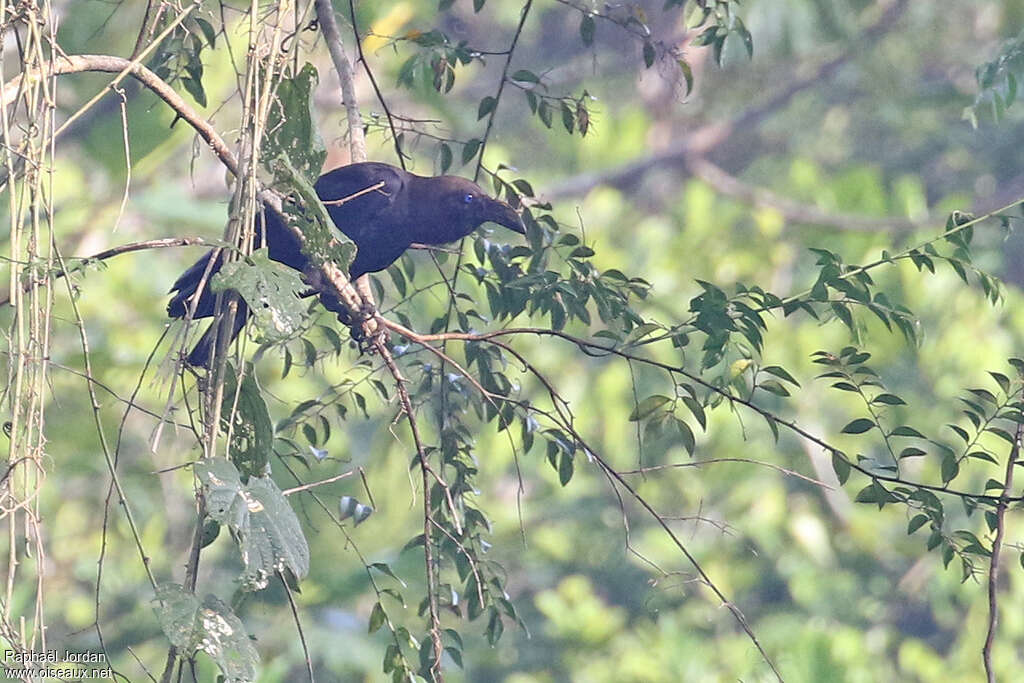 Corneille à tête bruneadulte, identification