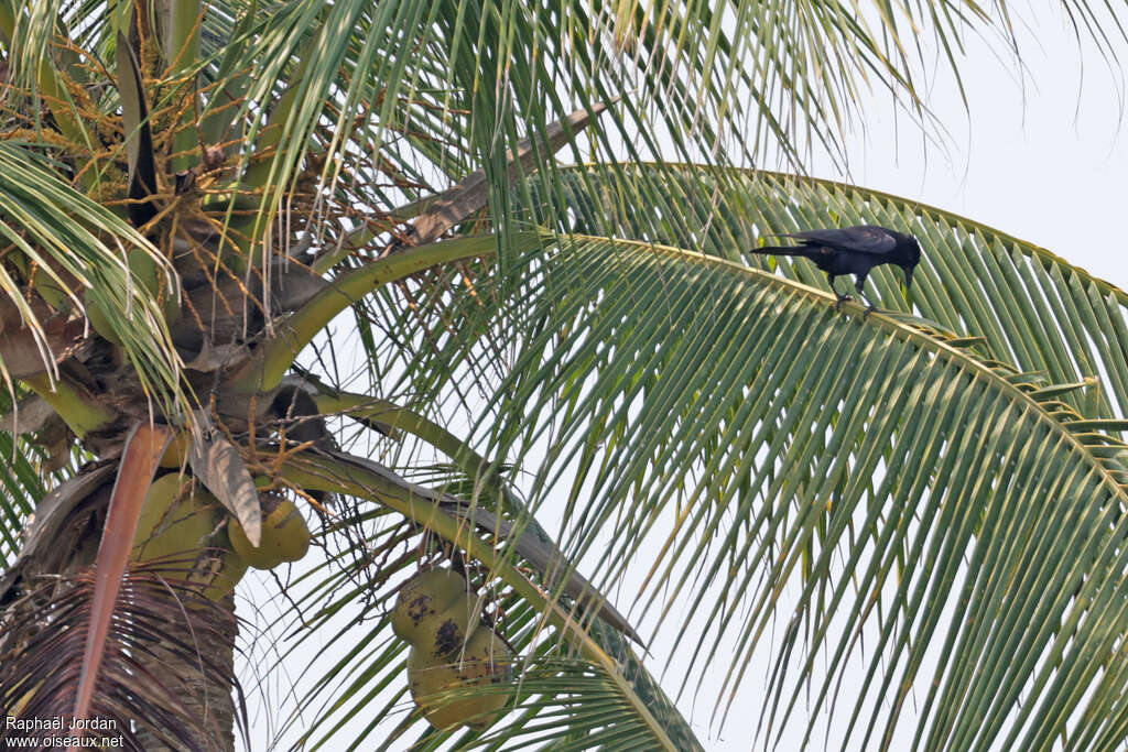 Tamaulipas Crow