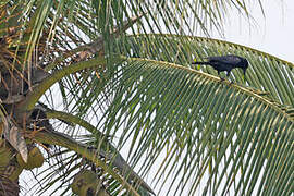 Tamaulipas Crow