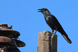 Sinaloa Crow