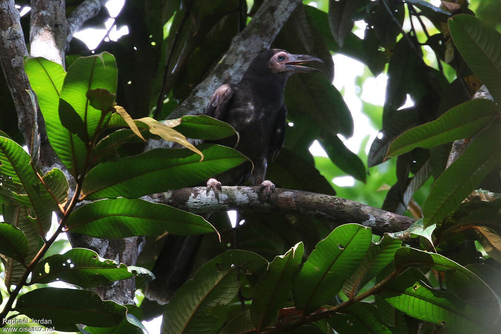 Grey Crowadult