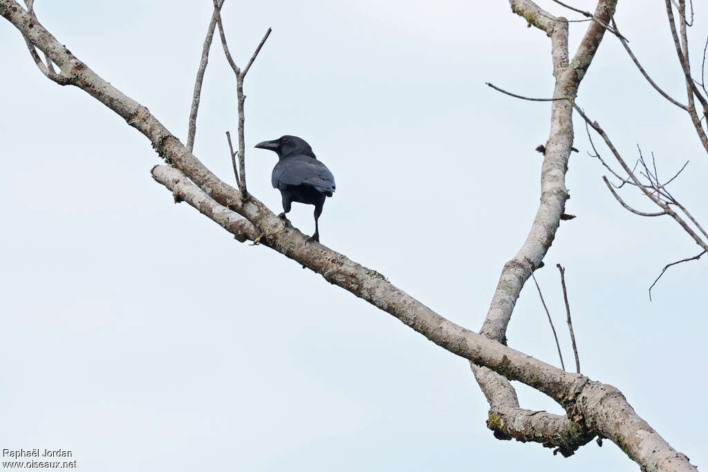 Violet Crowadult