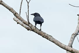 Violet Crow
