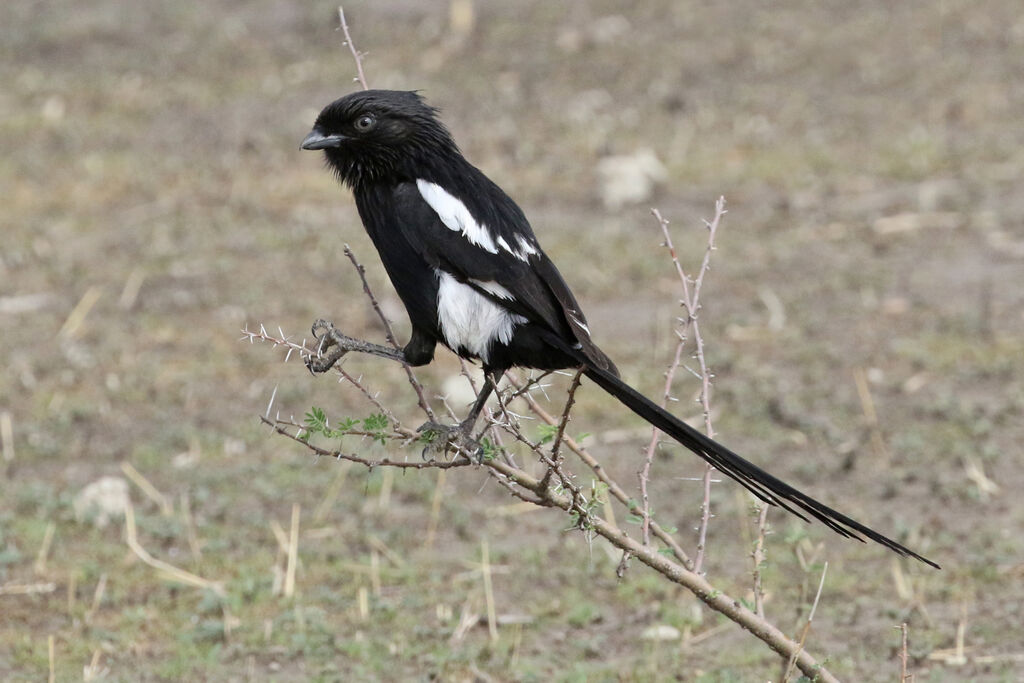 Magpie Shrikeadult