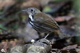 Ringed Antpipit