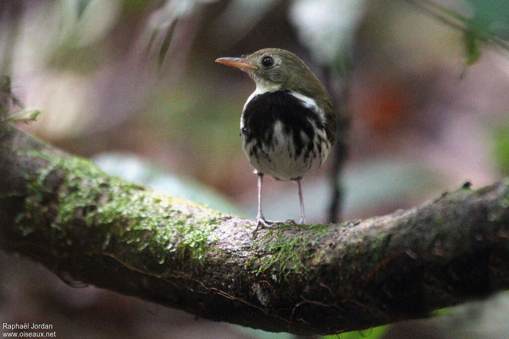 Corythopis de Delalandeadulte