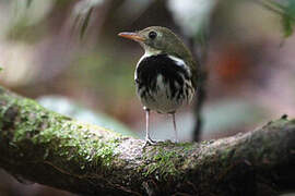 Southern Antpipit