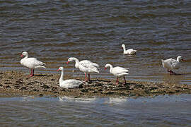 Coscoroba Swan