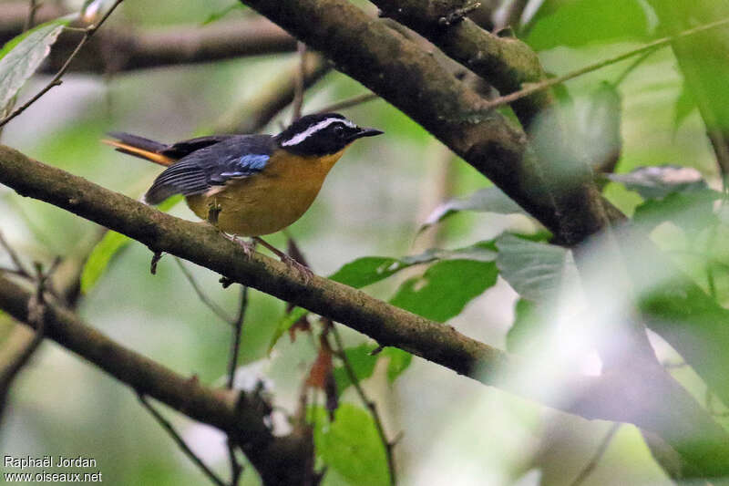Blue-shouldered Robin-Chatadult, identification