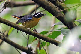 Blue-shouldered Robin-Chat