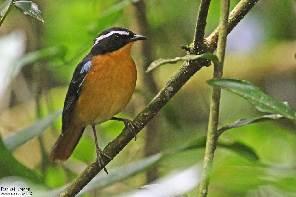 Cossyphe à ailes bleuesadulte, portrait