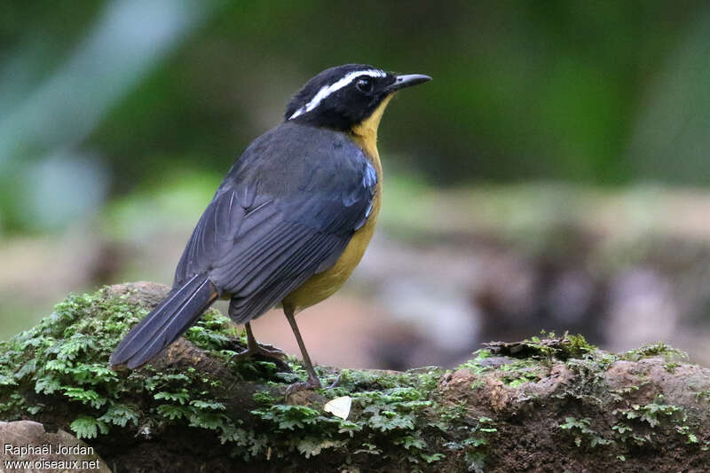 Blue-shouldered Robin-Chatadult, habitat, pigmentation