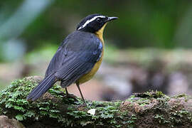 Blue-shouldered Robin-Chat