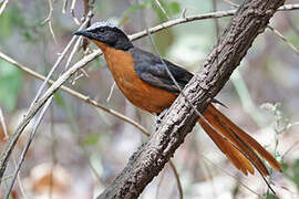 White-crowned Robin-Chat