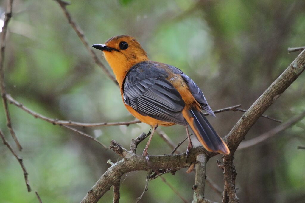 Red-capped Robin-Chatadult