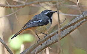 White-throated Robin-Chat