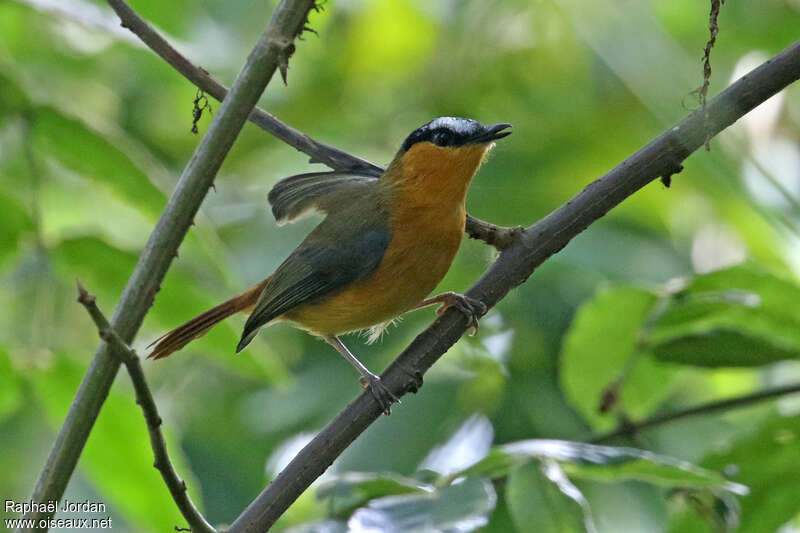 Grey-winged Robin-Chatadult, habitat, pigmentation
