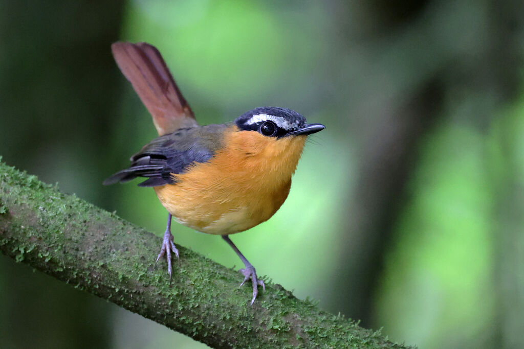 Grey-winged Robin-Chatadult