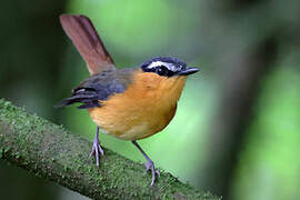 Grey-winged Robin-Chat