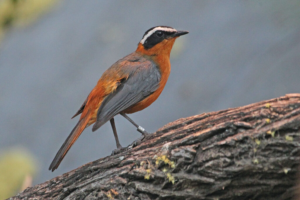 White-browed Robin-Chatadult