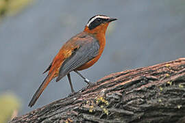 White-browed Robin-Chat