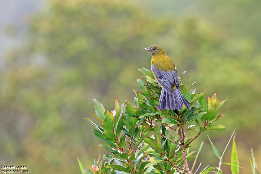 Cotinga à ailes grises mâle adulte, habitat