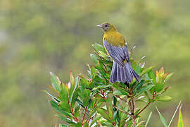 Cotinga à ailes grises