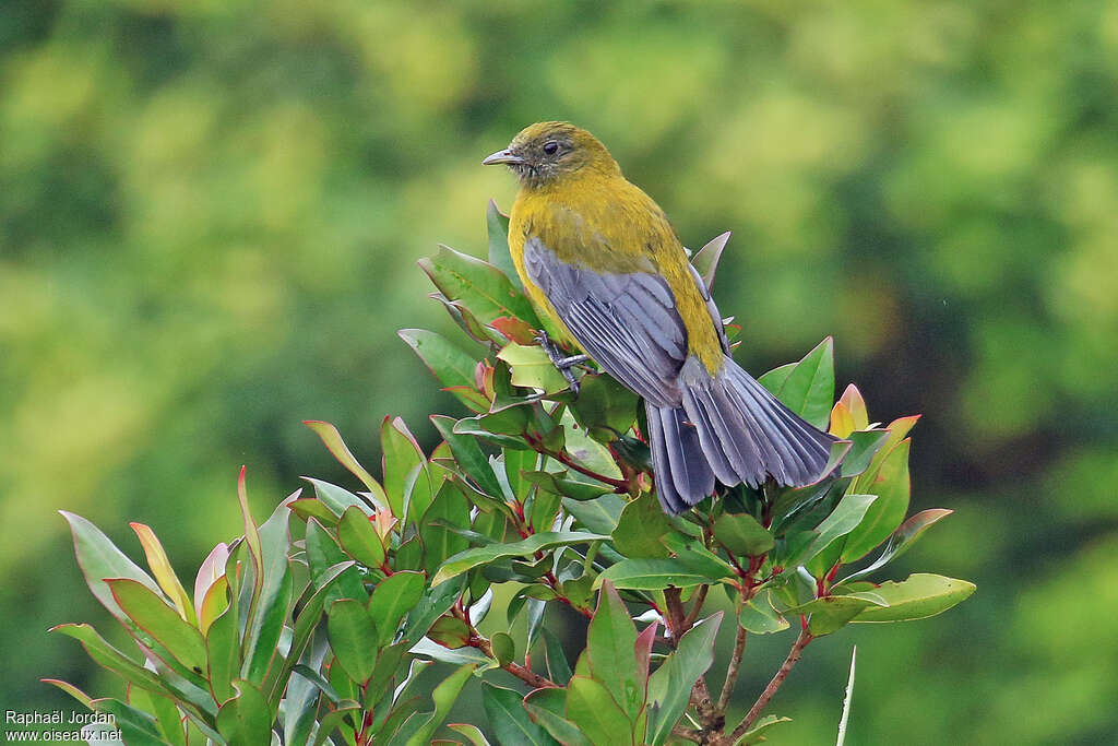 Cotinga à ailes grises mâle adulte, identification