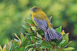 Cotinga à ailes grises