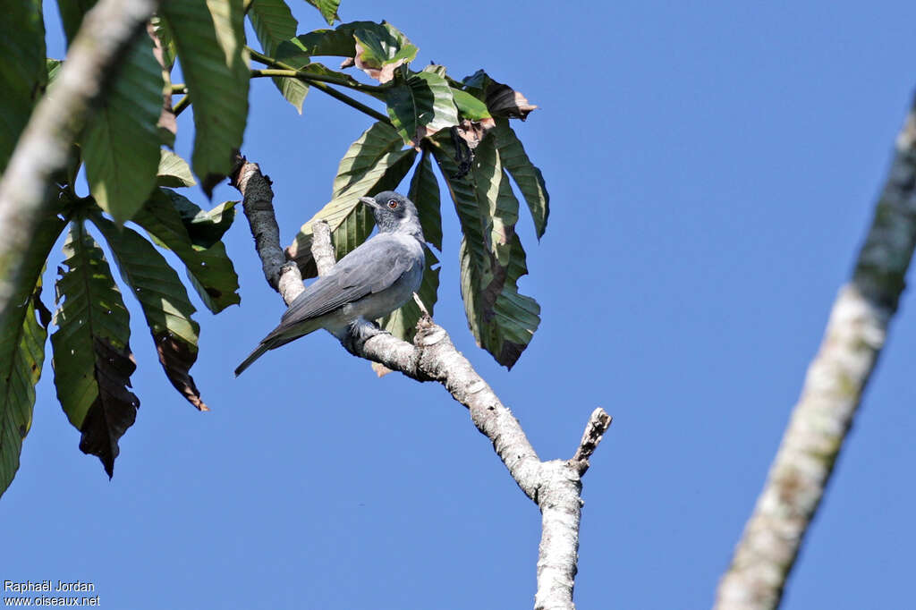 Black-faced Cotingaadult