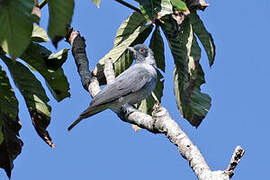 Black-faced Cotinga