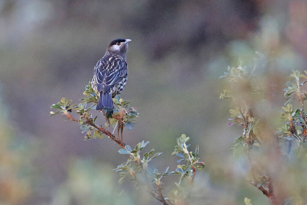 Cotinga à joues blanchesadulte