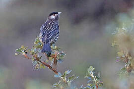 White-cheeked Cotinga