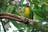 Cotinga à poitrine d'or