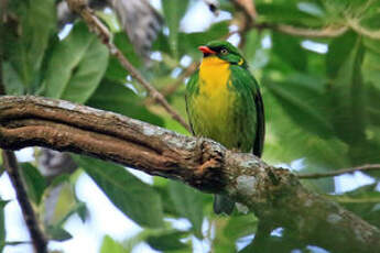 Cotinga à poitrine d'or