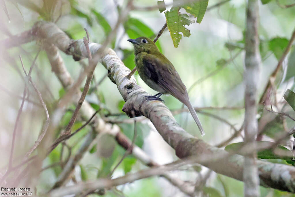 Cotinga à queue grise adulte