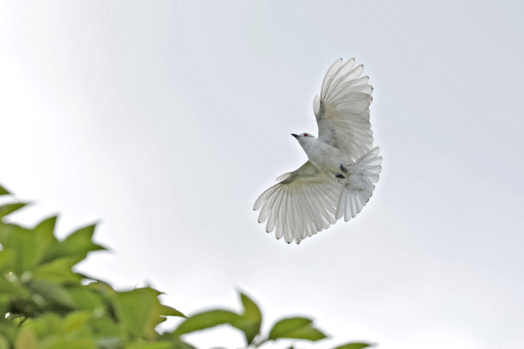 Cotinga blanc mâle adulte