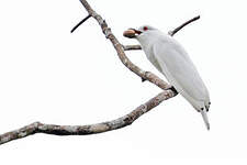 Cotinga blanc