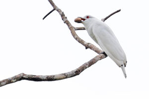 Cotinga blanc