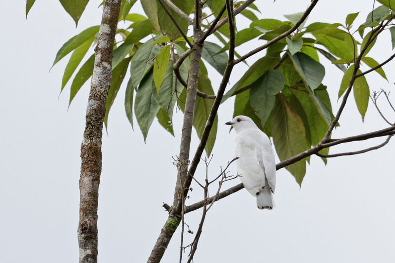 Cotinga blanc mâle adulte