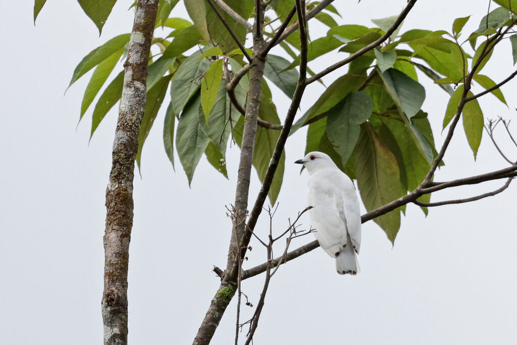 Black-tipped Cotinga male adult