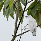 Cotinga blanc