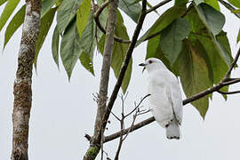 Black-tipped Cotinga