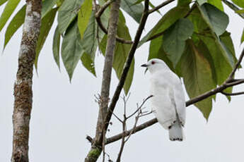 Cotinga blanc